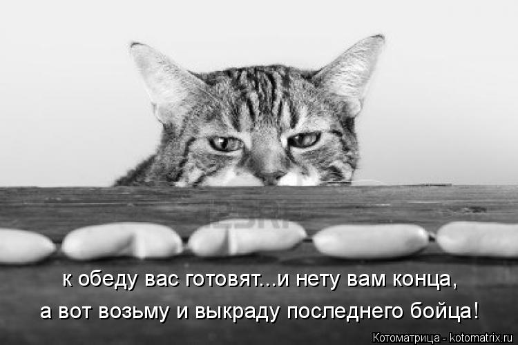Котоматрица: к обеду вас готовят...и нету вам конца, а вот возьму и выкраду последнего бойца!