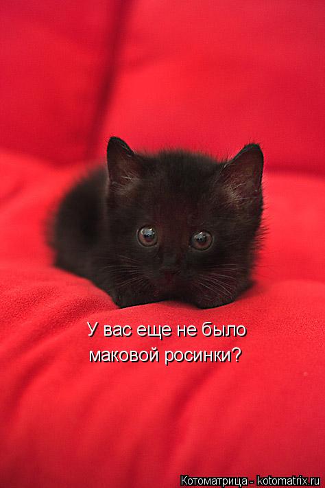 У вас еще не было маковой росинки?... Котоматрица: У вас еще не было маковой росинки?