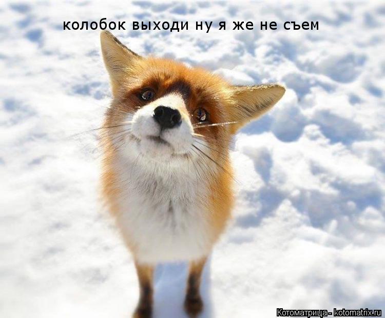 Котоматрица: колобок выходи ну я же не съем