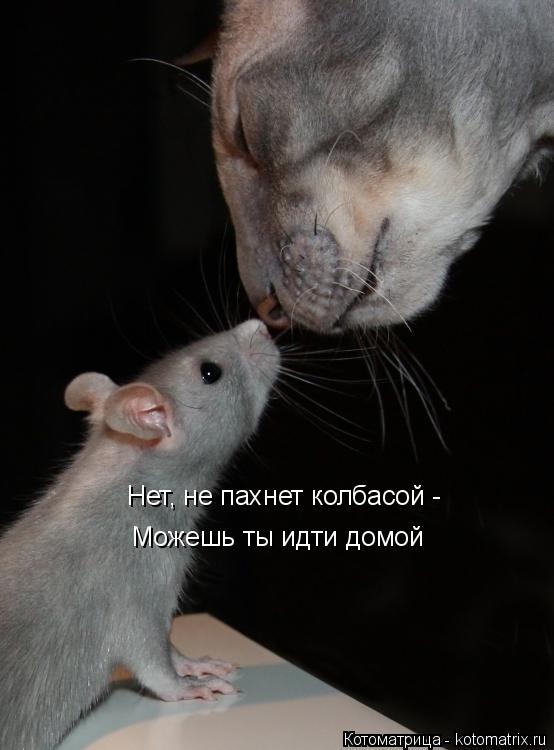 Нет, не пахнет колбасой - Можешь ты идти домой... Котоматрица: Нет, не пахнет колбасой - Можешь ты идти домой