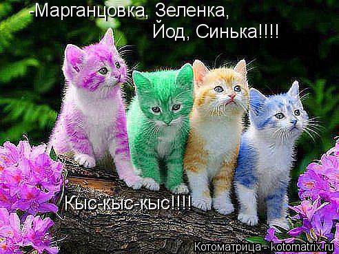 Котоматрица: -Марганцовка, Зеленка,  Йод, Синька!!!! Кыс-кыс-кыс!!!!