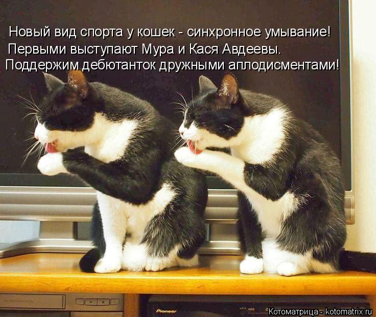 Новый вид спорта у кошек - синхронное умывание! Первыми выступают Мура и Кася Авдеевы. Поддержим дебю... Котоматрица: Новый вид спорта у кошек - синхронное умывание! Первыми выступают Мура и Кася Авдеевы. Поддержим дебютанток дружными аплодисментами!