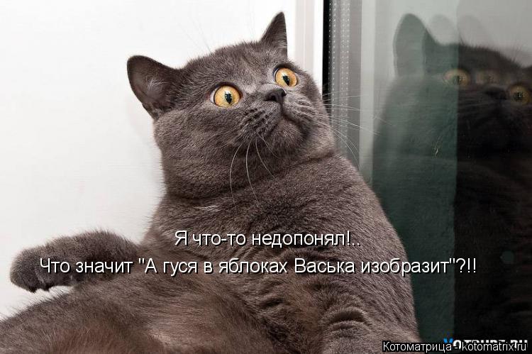 Котоматрица: Я что-то недопонял!..  Что значит "А гуся в яблоках Васька изобразит"?!!
