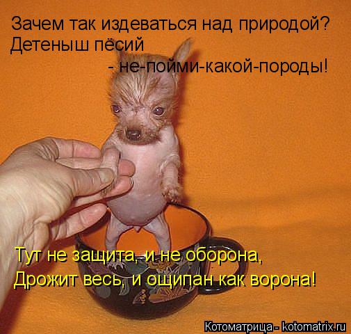 Котоматрица: Зачем так издеваться над природой? Детеныш пёсий  - не-пойми-какой-породы! Тут не защита, и не оборона, Дрожит весь, и ощипан как ворона!