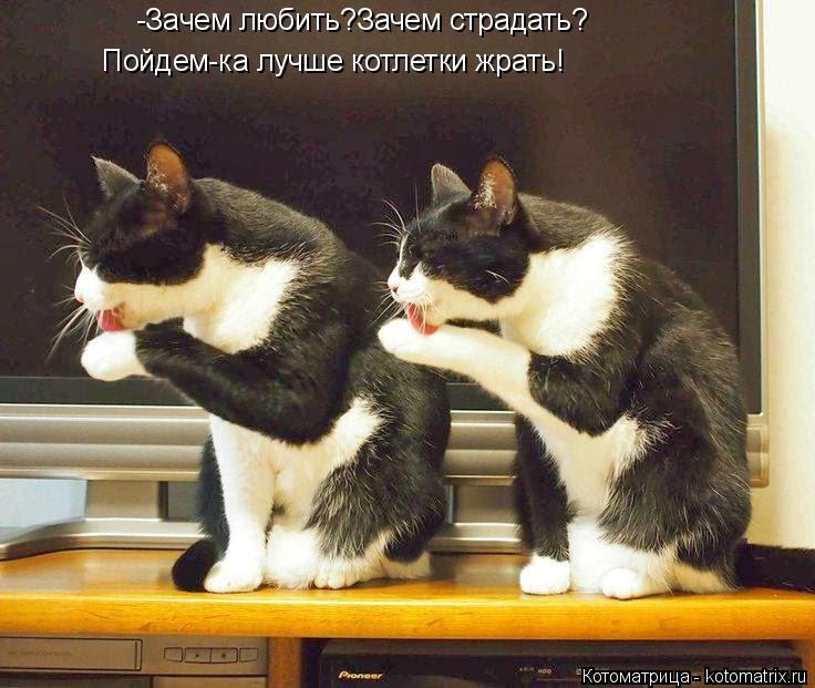 -Зачем любить?Зачем страдать? Пойдем-ка лучше котлетки жрать!... Котоматрица: -Зачем любить?Зачем страдать? Пойдем-ка лучше котлетки жрать!