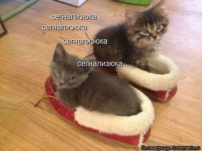 сегнализюка сегнализюка сегнализюка сегнализюка сегнализюка... Котоматрица: сегнализюка сегнализюка сегнализюка сегнализюка сегнализюка