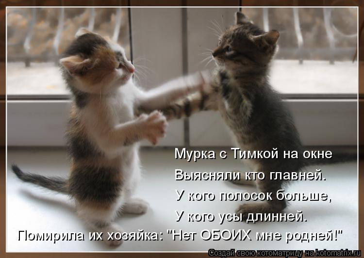 Котоматрица: Мурка с Тимкой на окне Выясняли кто главней. У кого полосок больше, У кого усы длинней. Помирила их хозяйка: "Нет ОБОИХ мне родней!"