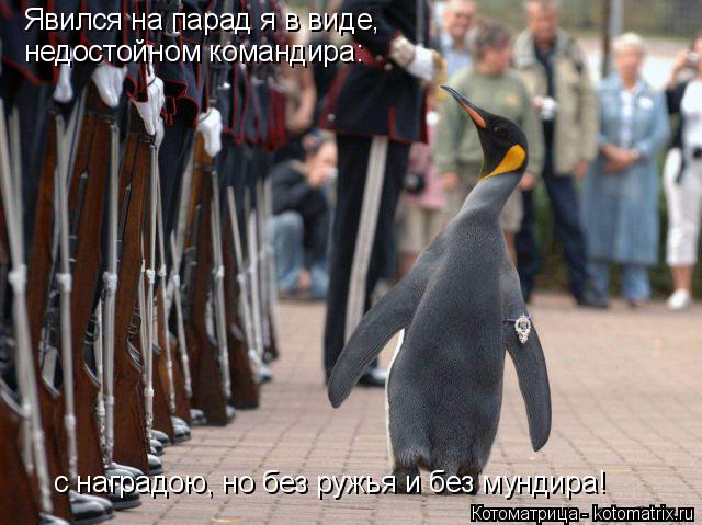 Котоматрица: Явился на парад я в виде, недостойном командира: с наградою, но без ружья и без мундира!