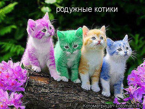 Котоматрица: родужные котики