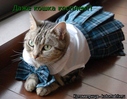 Даже кошка косплеит!... Котоматрица: Даже кошка косплеит!