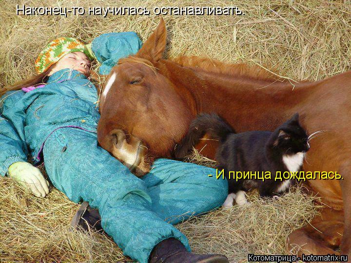 Котоматрица: Наконец-то научилась останавливать. - И принца дождалась.