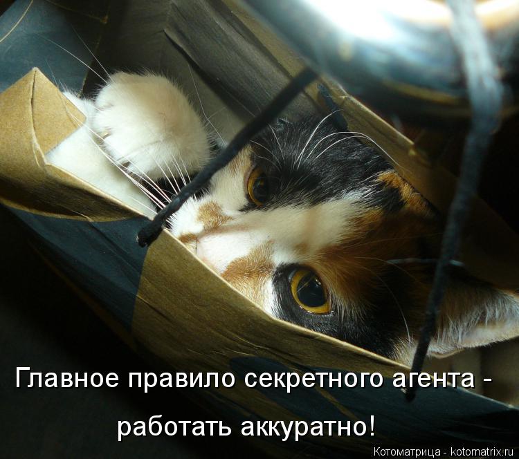 Котоматрица: Главное правило секретного агента - работать аккуратно!