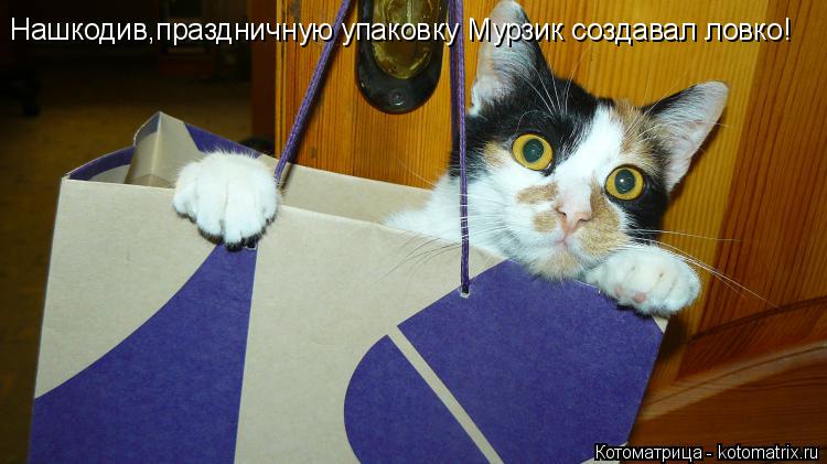 Нашкодив,праздничную упаковку Мурзик создавал ловко!... Котоматрица: Нашкодив,праздничную упаковку Мурзик создавал ловко!
