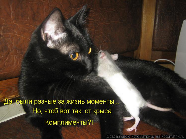 Котоматрица: -Да, были разные за жизнь моменты... Но, чтоб вот так, от крыса Комплименты?!