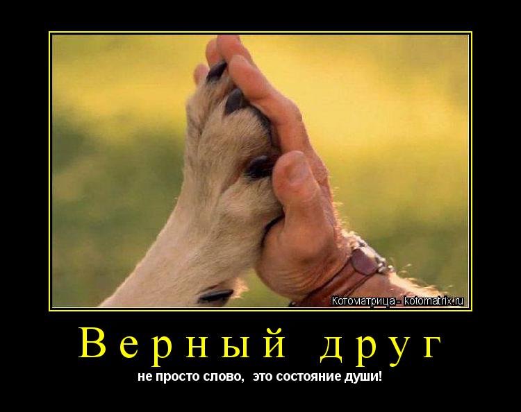 Котоматрица: Верный друг не просто слово,  это состояние души!