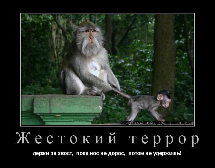 Жестокий террор держи за хвост, пока нос не дорос, потом не удержишь!... Котоматрица: Жестокий террор держи за хвост, пока нос не дорос, потом не удержишь!