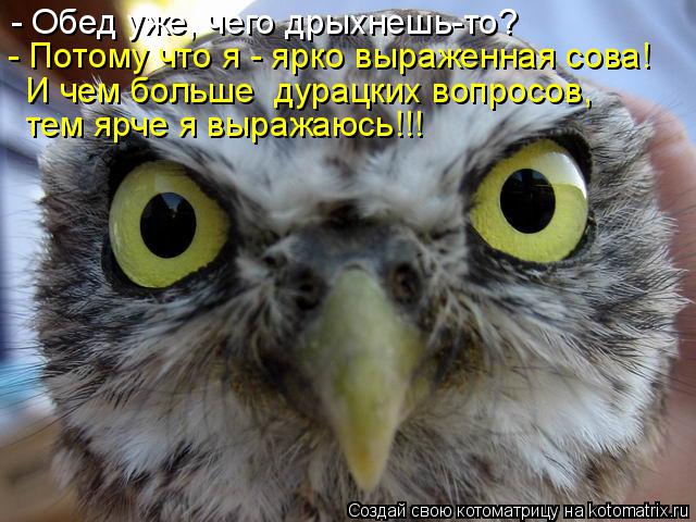 - Обед уже, чего дрыхнешь-то? - Потому что я - ярко выраженная сова! И чем больше дурацких вопросов,... Котоматрица: - Обед уже, чего дрыхнешь-то? - Потому что я - ярко выраженная сова! И чем больше дурацких вопросов, тем ярче я выражаюсь!!!