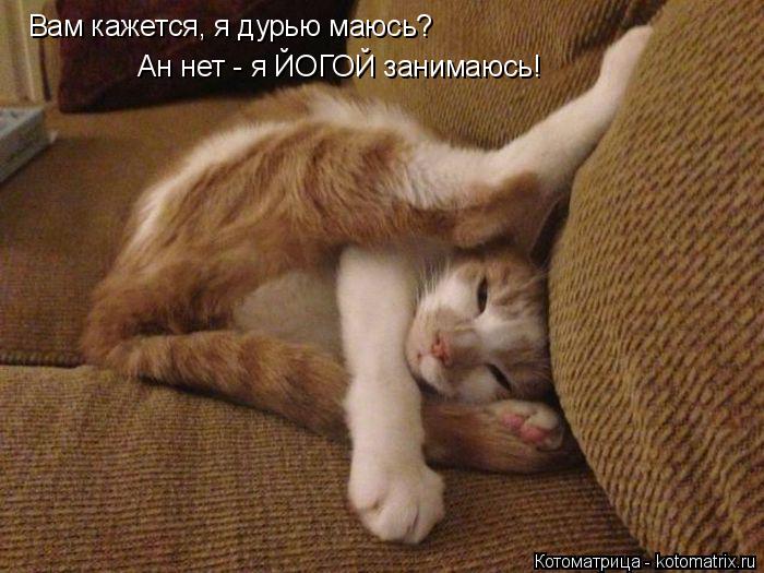 Котоматрица: Вам кажется, я дурью маюсь? Ан нет - я ЙОГОЙ занимаюсь!