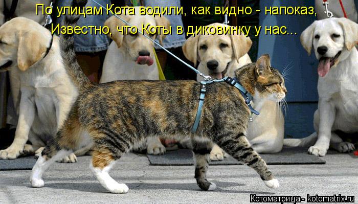 По улицам Кота водили, как видно - напоказ, Известно, что Коты в диковинку у нас...... Котоматрица: По улицам Кота водили, как видно - напоказ, Известно, что Коты в диковинку у нас...
