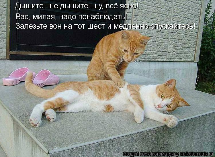Дышите.. не дышите.. ну, всё ясно! Вас, милая, надо понаблюдать! Залезьте вон на тот шест и медленно ... Котоматрица: Дышите.. не дышите.. ну, всё ясно! Вас, милая, надо понаблюдать! Залезьте вон на тот шест и медленно спускайтесь!