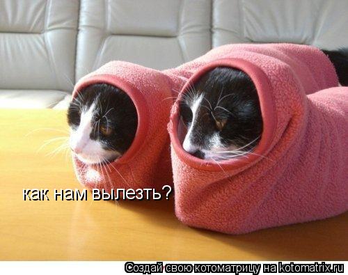 Котоматрица: как нам вылезть?