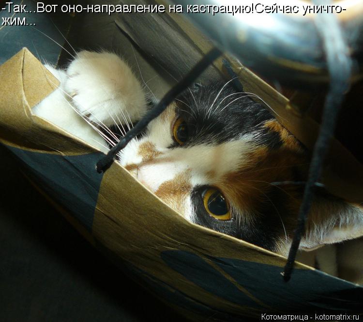 Котоматрица: -Так...Вот оно-направление на кастрацию!Сейчас уничто- жим...