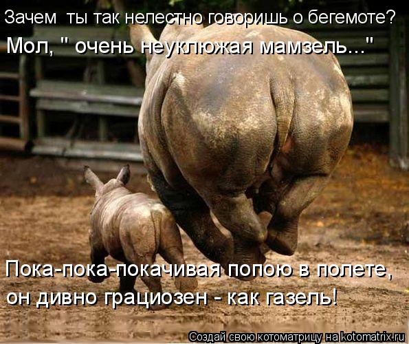 Пока-пока-покачивая попою в полете, он дивно грациозен - как газель! Зачем ты так нелестно говоришь... Котоматрица: Пока-пока-покачивая попою в полете, он дивно грациозен - как газель! Зачем ты так нелестно говоришь о бегемоте? Мол, " очень неуклюжая мамзел