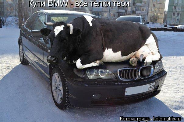 Котоматрица: Купи BMW - все телки твои