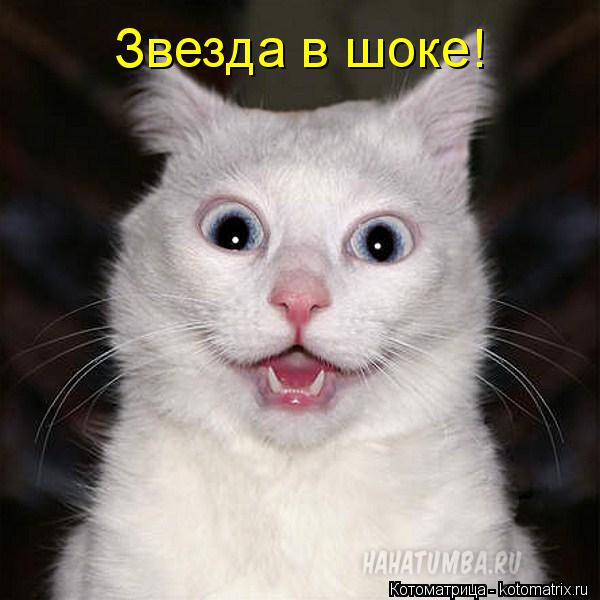 Звезда в шоке!... Котоматрица: Звезда в шоке!