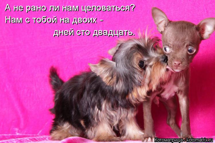 А не рано ли нам целоваться? Нам с тобой на двоих - дней сто двадцать.... Котоматрица: А не рано ли нам целоваться? Нам с тобой на двоих - дней сто двадцать.