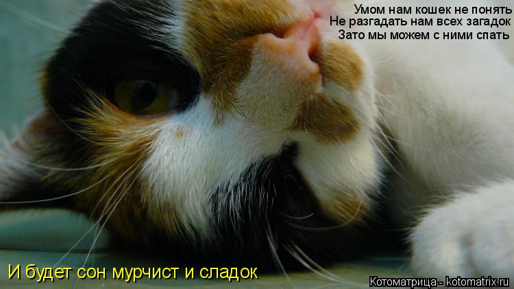 Умом нам кошек не понять Не разгадать нам всех загадок И будет сон мурчист и сладок Зато мы можем с н... Котоматрица: Умом нам кошек не понять Не разгадать нам всех загадок И будет сон мурчист и сладок Зато мы можем с ними спать Зато мы можем с ними спать