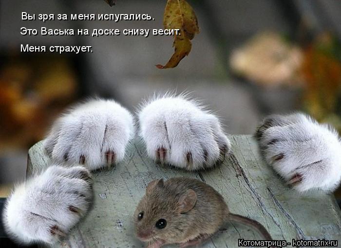 Вы зря за меня испугались. Это Васька на доске снизу весит. Меня страхует.... Котоматрица: Вы зря за меня испугались. Это Васька на доске снизу весит. Меня страхует.