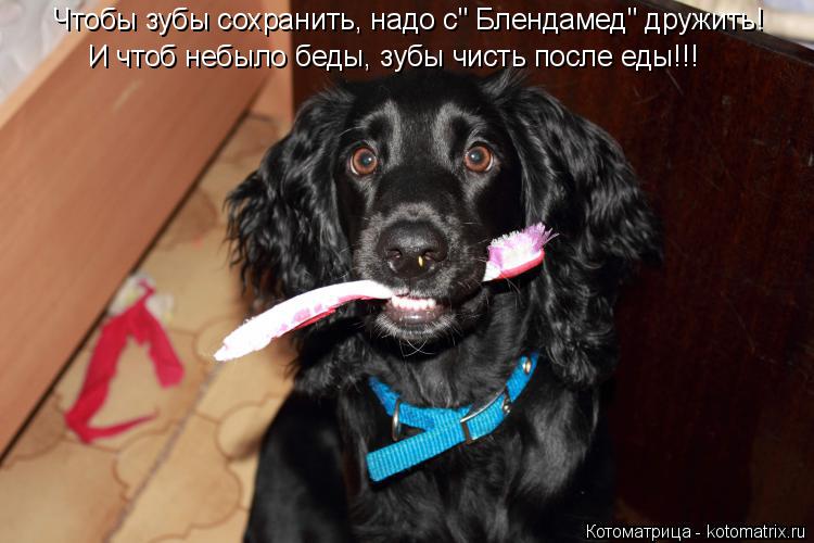 Котоматрица: Чтобы зубы сохранить, надо с" Блендамед" дружить! И чтоб небыло беды, зубы чисть после еды!!!