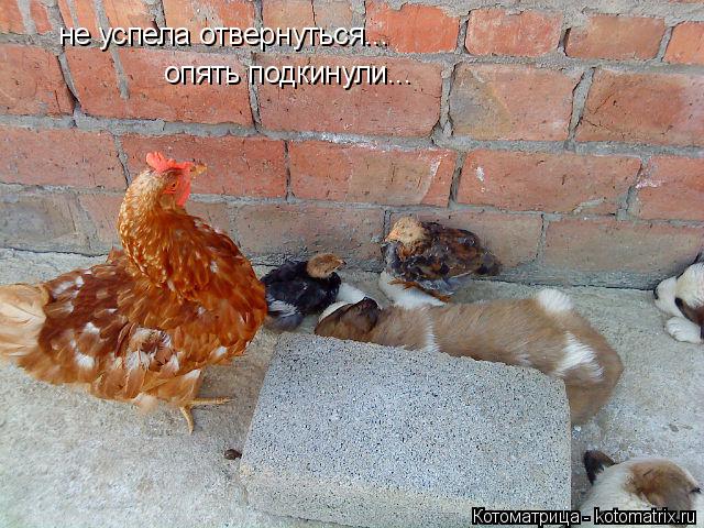 не успела отвернуться... опять подкинули...... Котоматрица: не успела отвернуться... опять подкинули...