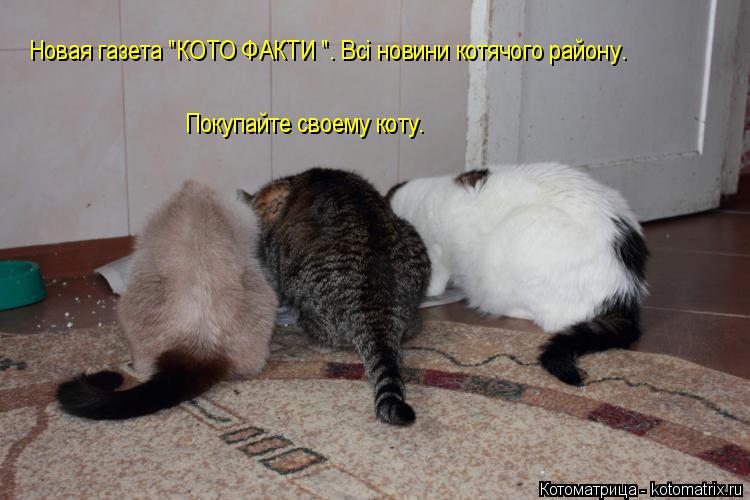 Котоматрица: Новая газета "КОТО ФАКТИ ". Всі новини котячого району. Покупайте своему коту.