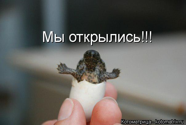 Мы открылись!!!... Котоматрица: Мы открылись!!!