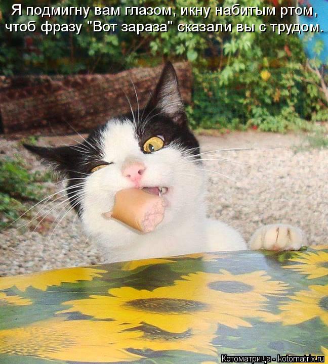 Котоматрица: Я подмигну вам глазом, икну набитым ртом, чтоб фразу "Вот зараза" сказали вы с трудом.