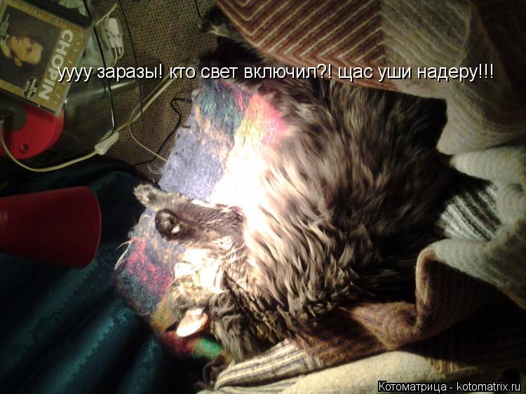 Котоматрица: уууу заразы! кто свет включил?! щас уши надеру!!!