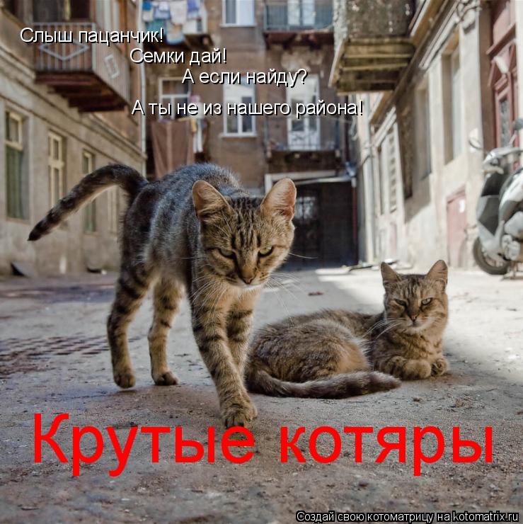Котоматрица: Слыш пацанчик! Семки дай! А если найду? А ты не из нашего района! Крутые котяры