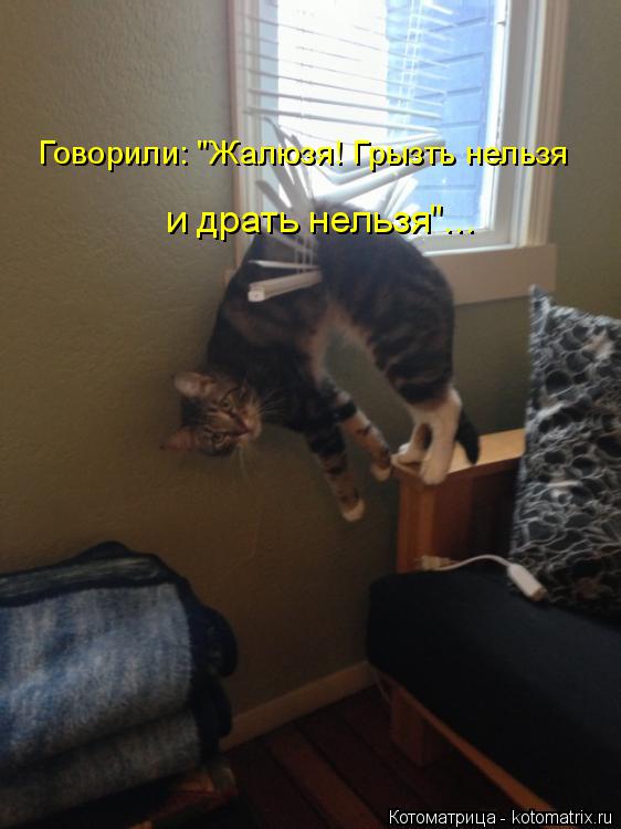Говорили: "Жалюзя! Грызть нельзя и драть нельзя"...... Котоматрица: Говорили: "Жалюзя! Грызть нельзя и драть нельзя"...