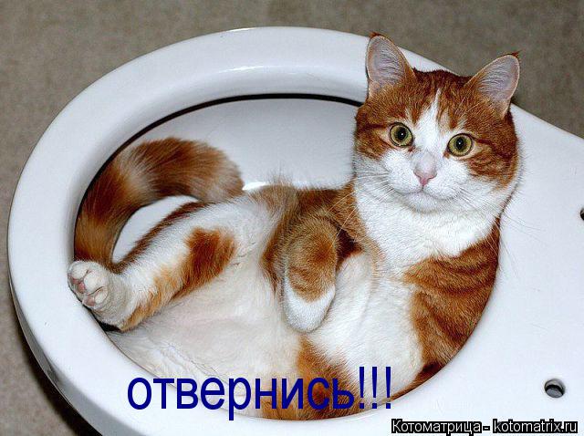 отвернись!!!... Котоматрица: отвернись!!!