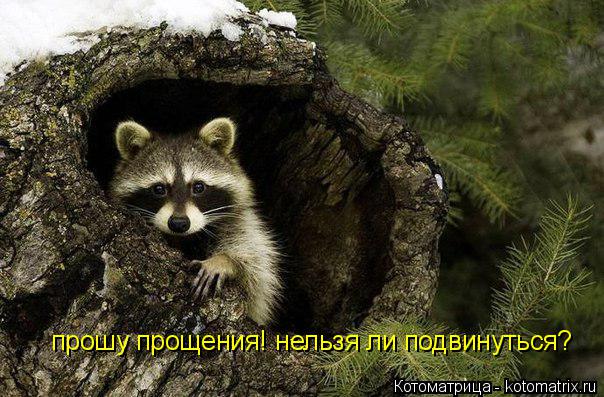 Котоматрица: прошу прощения! нельзя ли подвинуться?