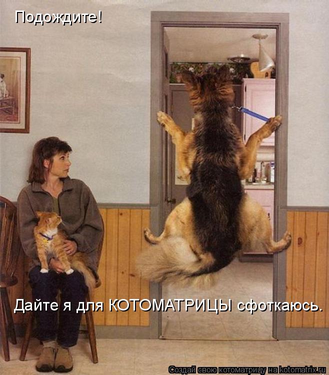 Подождите! Дайте я для КОТОМАТРИЦЫ сфоткаюсь.... Котоматрица: Подождите! Дайте я для КОТОМАТРИЦЫ сфоткаюсь.