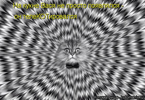 Котоматрица: На кухне Вася не просто появлялся - он телеКОТировался