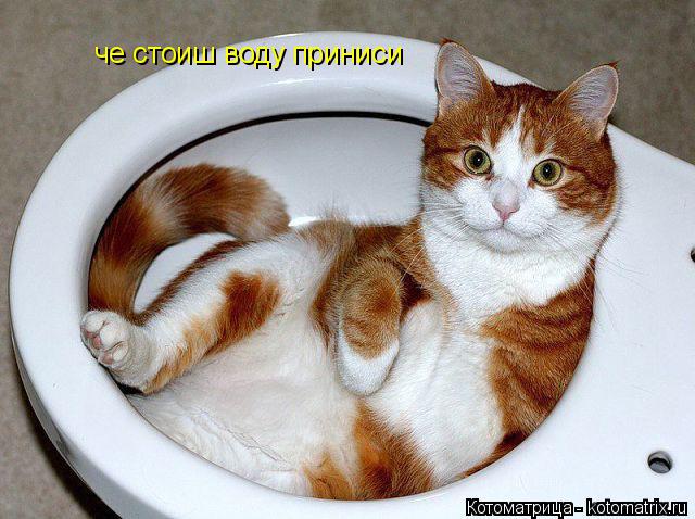 Котоматрица: че стоиш воду приниси