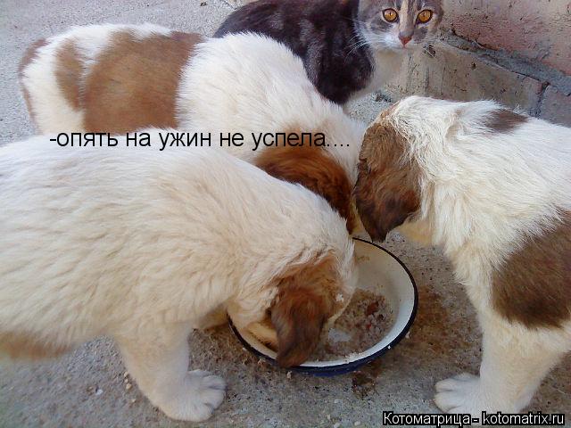 -опять на ужин не успела....... Котоматрица: -опять на ужин не успела....