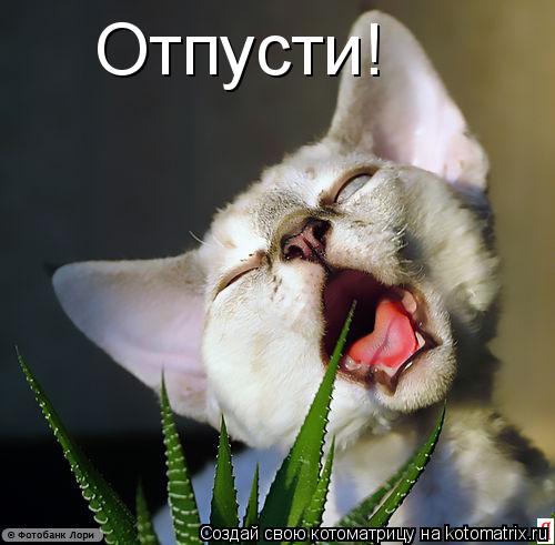 Котоматрица: Отпусти!