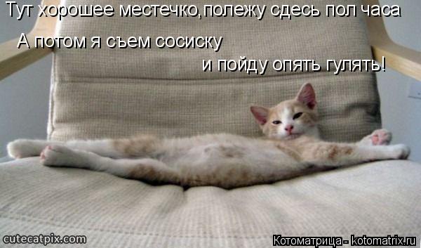 Тут хорошее местечко,полежу сдесь пол часа А потом я съем сосиску и пойду опять гулять!... Котоматрица: Тут хорошее местечко,полежу сдесь пол часа А потом я съем сосиску и пойду опять гулять!