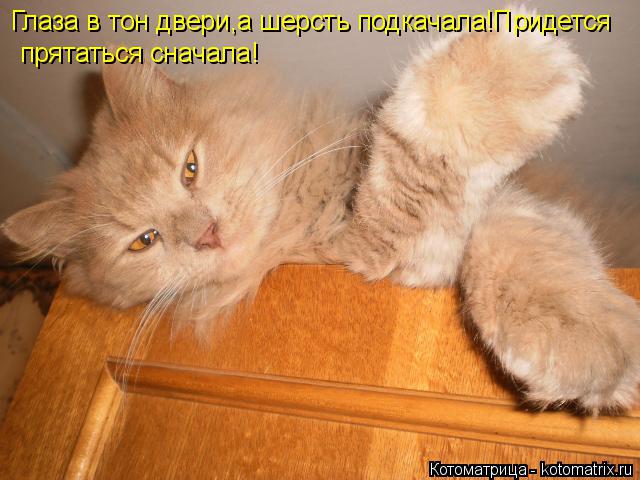 Глаза в тон двери,а шерсть подкачала!Придется прятаться сначала!... Котоматрица: Глаза в тон двери,а шерсть подкачала!Придется прятаться сначала!