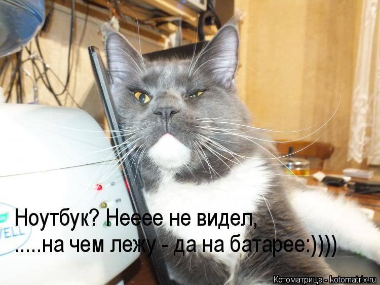 Котоматрица: Ноутбук? Нееее не видел, на него не садился.....на чем лежу - да на батарее:)))) Ноутбук? Нееее не видел,  .....на чем лежу - да на батарее:))))